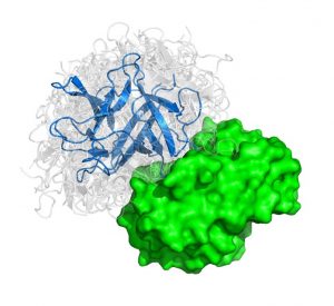 proteincomplexstructure